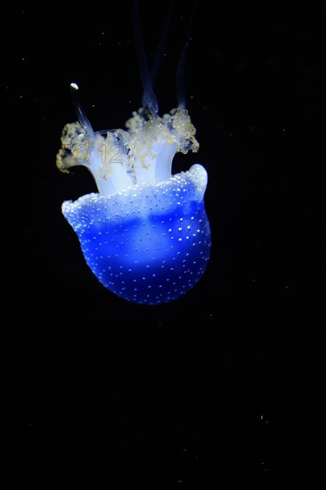 Australian spotted jellyfish