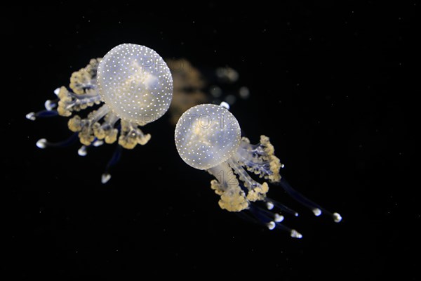 Australian spotted jellyfish