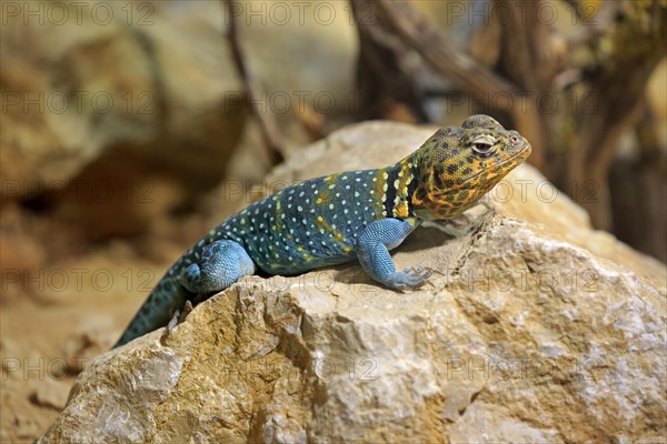 Common collared lizard