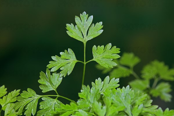 Garden chervil