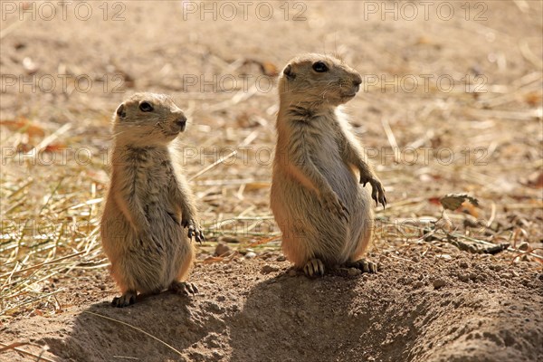 Black-tailed Prairie Dog