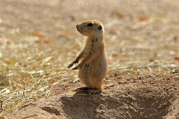 Black-tailed Prairie Dog