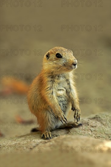 Black-tailed Prairie Dog