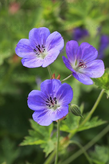 Himalayan crane's-bill