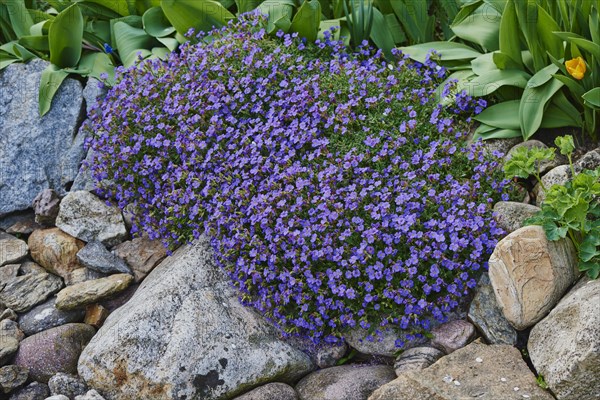 Large-flowered aubrieta