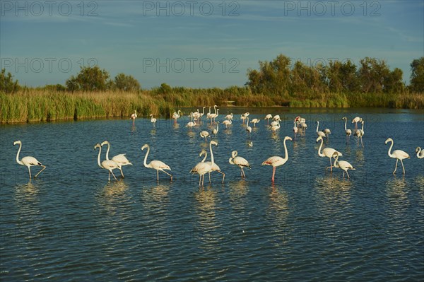 Greater Flamingos