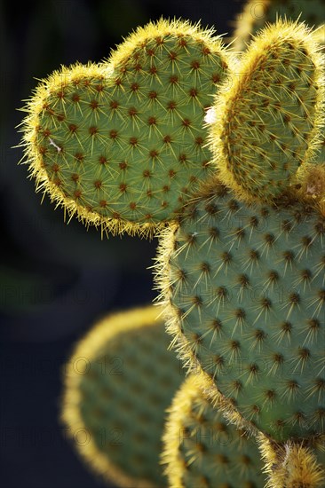 Opuntia ficus-indica