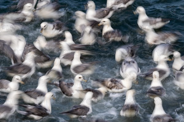 Swarm Northern fulmars