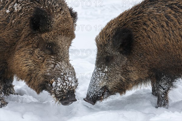 Wild boars