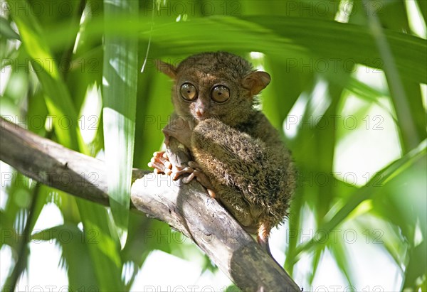 Philippine tarsier