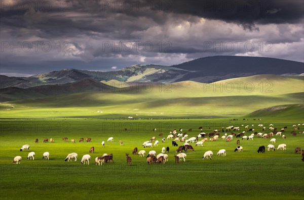 Flock of sheep Sheep grazing on the green pastures in front of the mountains