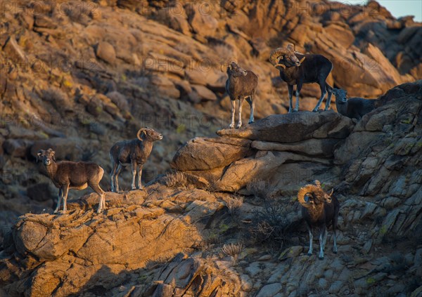 Herd with Mongolian Bighorn sheep