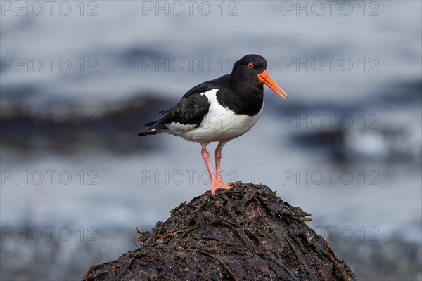 Eurasian oystercatcher