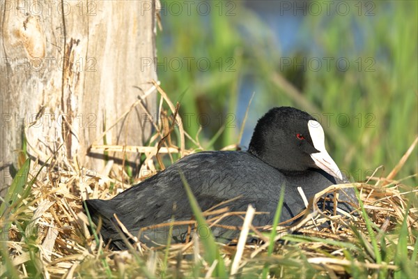 Common coot