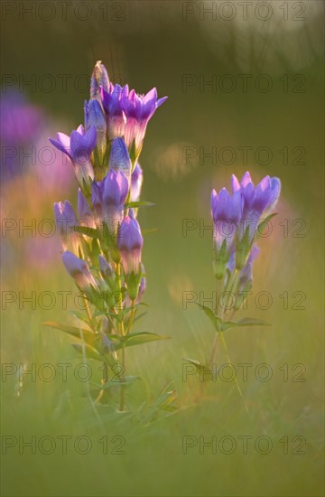 Willow Gentian