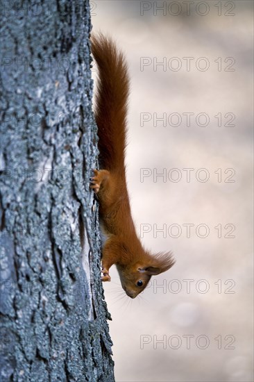 Eurasian red squirrel