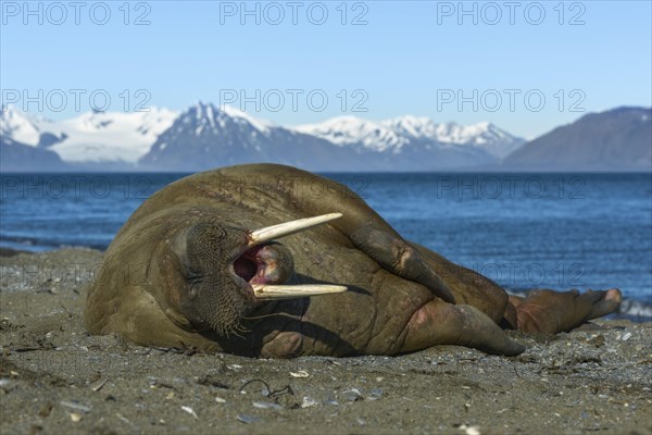 Walrus