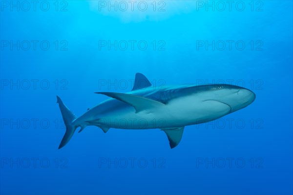 Blacktip shark