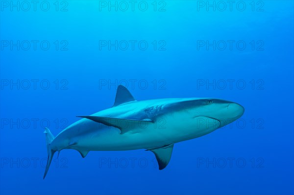 Blacktip shark