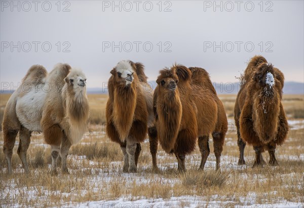 Four Bactrian camels