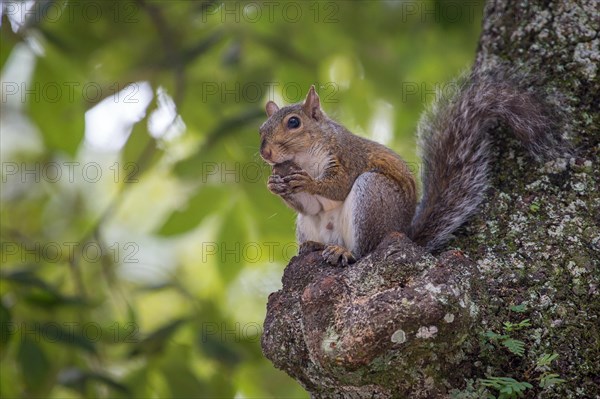 Eastern gray squirrel