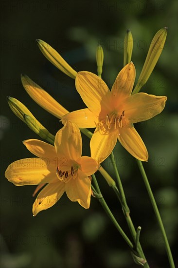 Yellow daylily