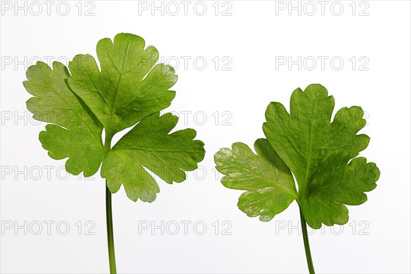 Parsley smooth