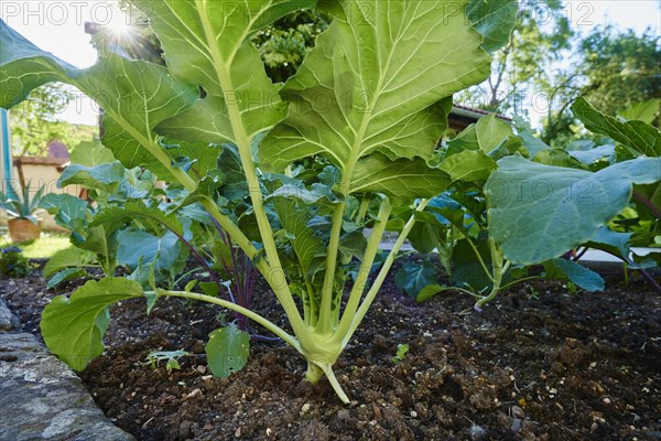 Cabbage turnip
