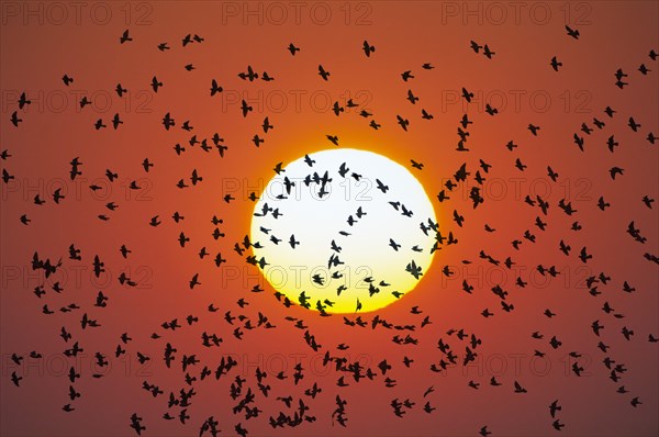 Flock of birds flying in front of setting sun