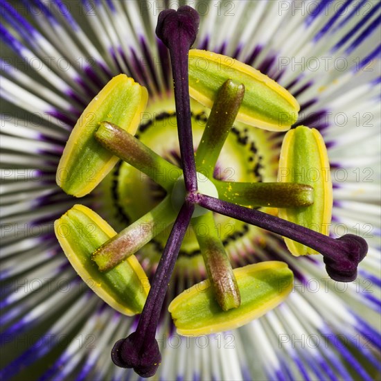 Blue passion flower