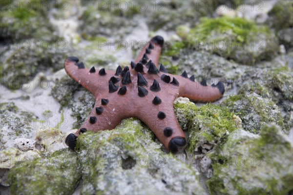 Chocolate Chip Starfish