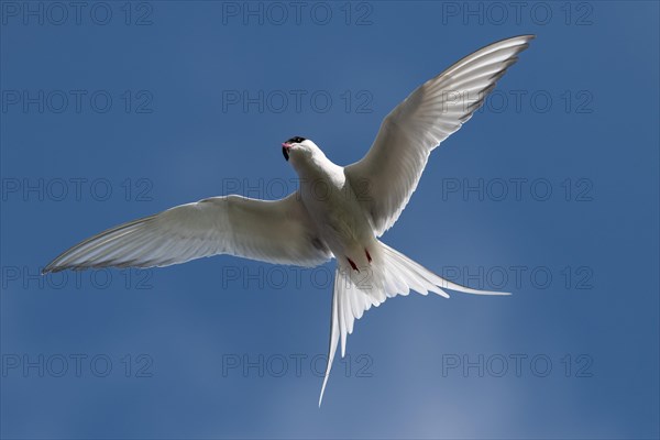 Arctic tern