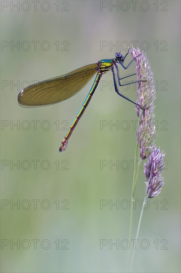 Beautiful demoiselle