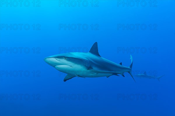 Blacktip shark