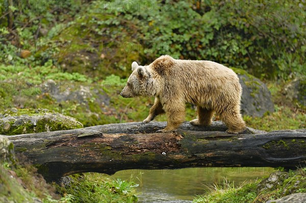 Syrian brown bear