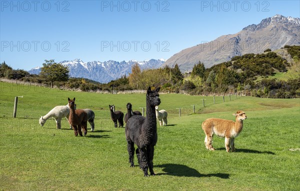 Alpacas