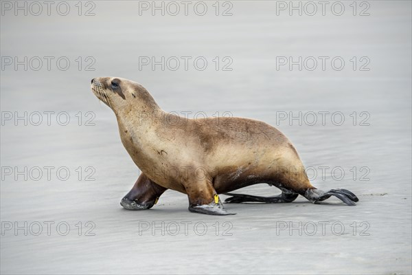 New Zealand sea lion