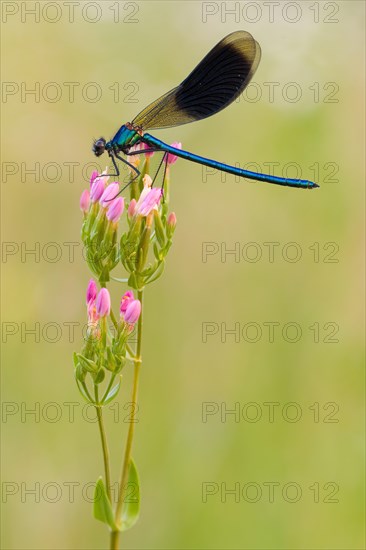 Blue-winged damselfly