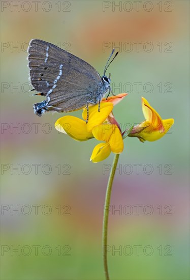 Sloe hairstreak