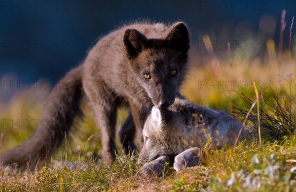 Arctic fox