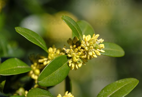 Flowers and leaves of Common box