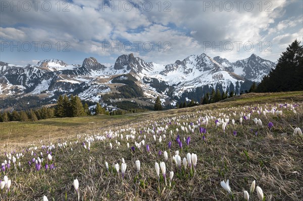 Blossoming crocus meadow near Gurnigelpass