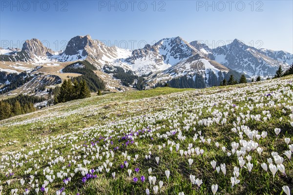 Blossoming crocus meadow near Gurnigelpass