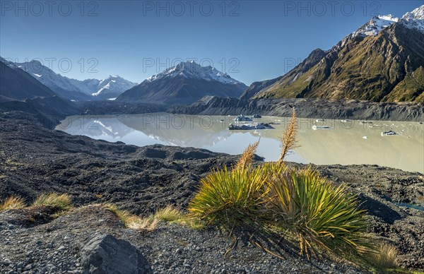 New Zealand flax New Zealand flax