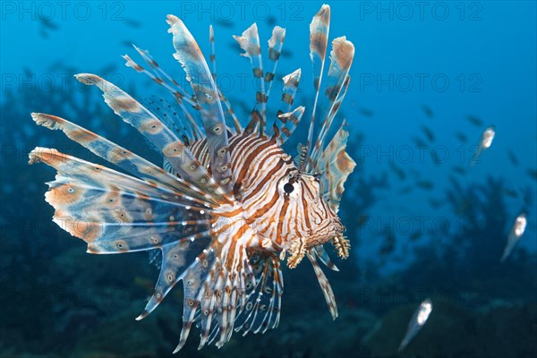 Red Lionfish