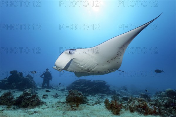 Diver observes reef manta ray