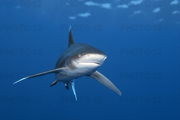 Oceanic whitetip shark
