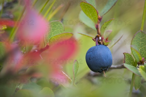 Ripe blueberry