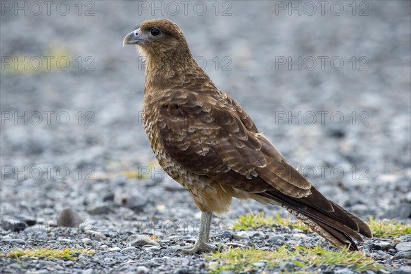 Chimango caracara