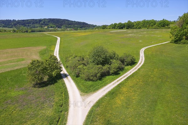 Fork in meadow with bushes